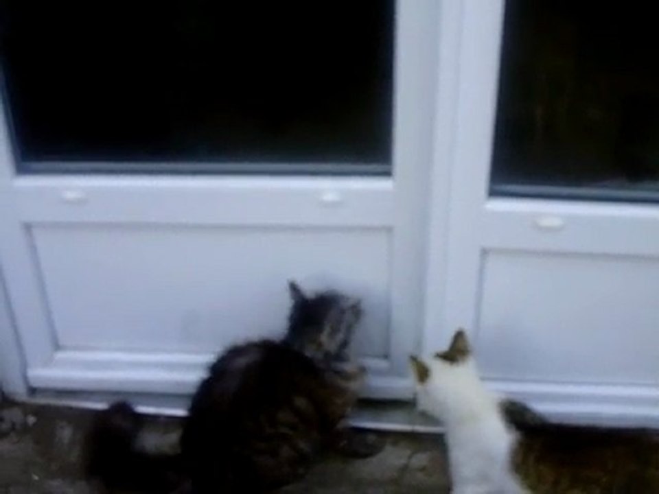mon chat entre en effraction dans ma maison ^^