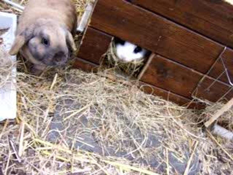 Scheinschwangere Stinker Part 4