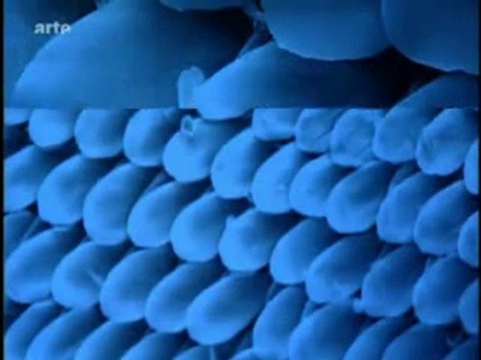 Biomimétisme, naturellement génial : Les étoffes Du Futur 4/4