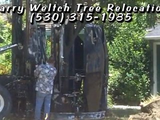 Larry Weltch Tree Relocation Expert-We Have the Equipment to Plant the Big Trees