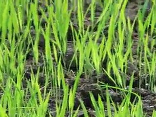 Medicinal Rice "Bhejri" in Chhattisgarh, India. Part-315  © Pankaj Oudhia