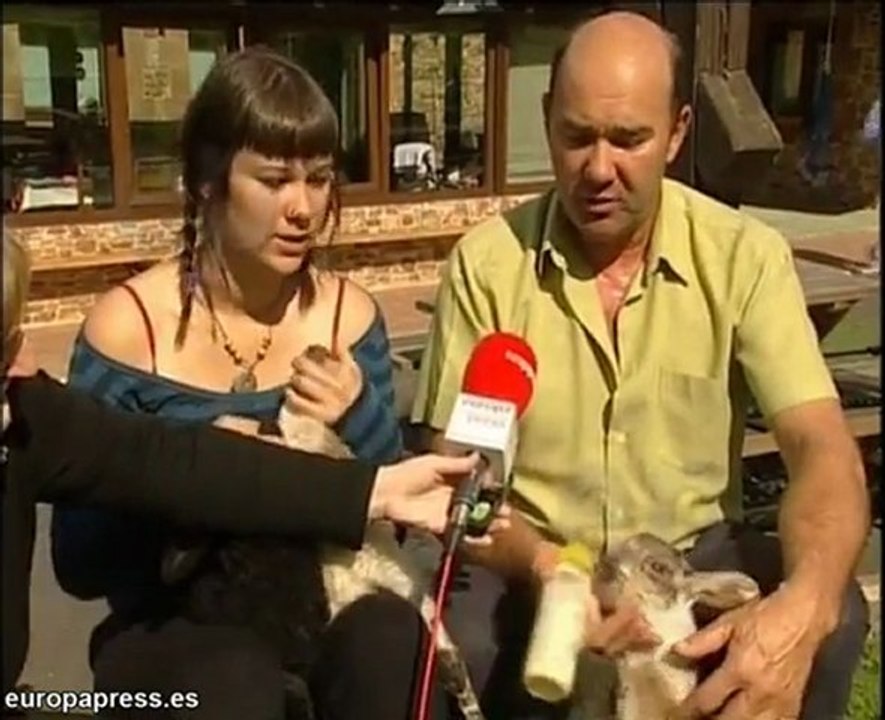 Nacen corderos cuatrillizos en Vizcaya