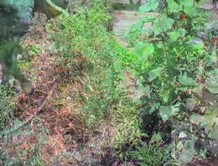 VegTV on the road at 'All things Organic'