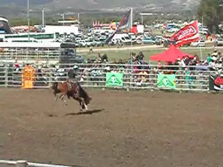 Rodéo foire de Koumac 3