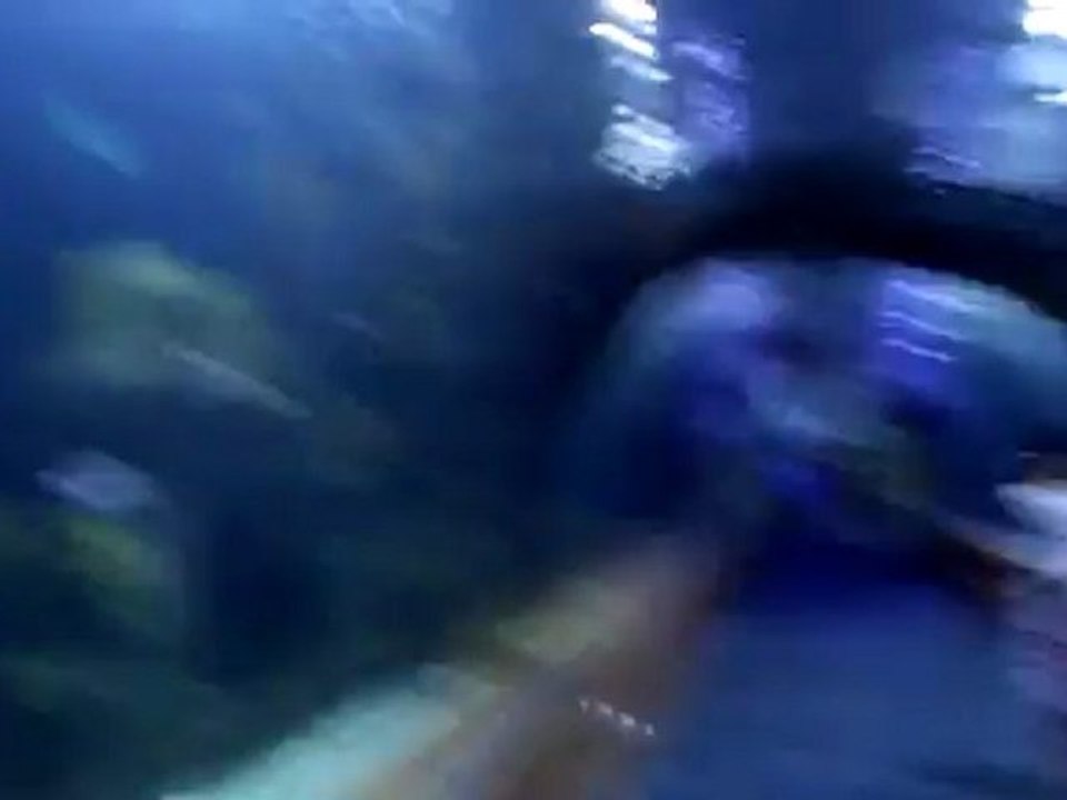 oceanografico de valencia  2