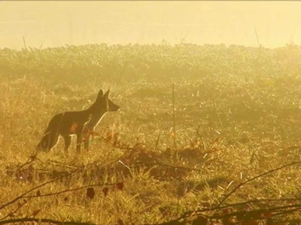 Le chevreuil et le soleil