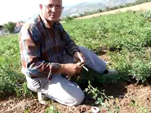 Geyve Umurbey Köyünde Fransız medilland güllerinin aşılanması