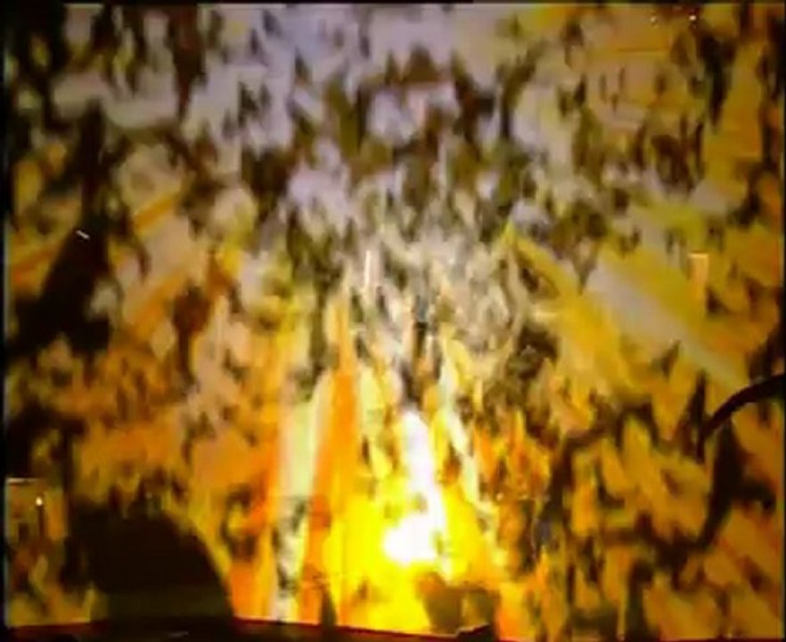 Stade de France - Chevaux du stade