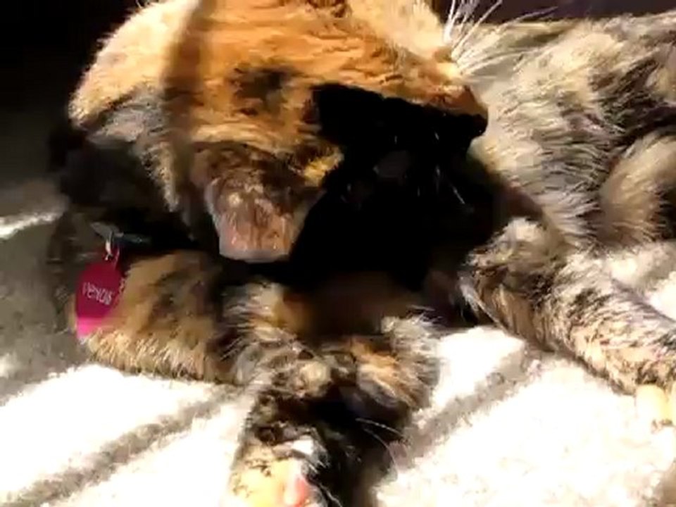 Venus the Chimera split face, two face, odd eye, 2 diff color eyes... cat gone viral