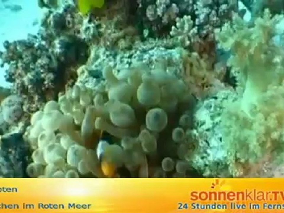 Tipp Ägypten - Tauchen im Roten Meer