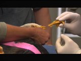 Aigle avec une prothèse de bec imprimée en 3D