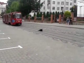 Chien et Tramway