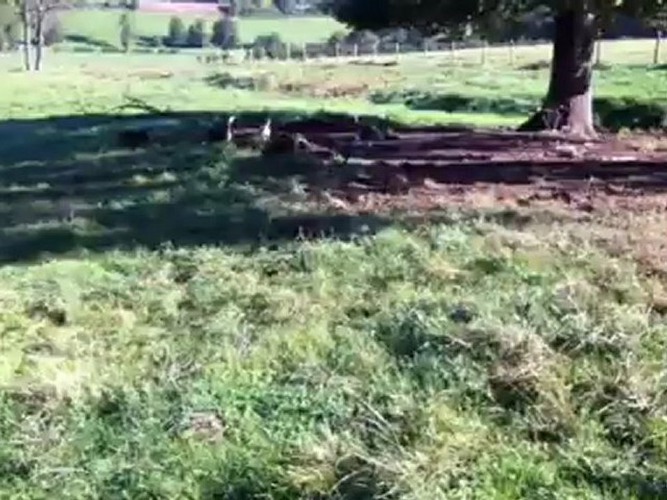 arrivée des beagles sur la mort du renard