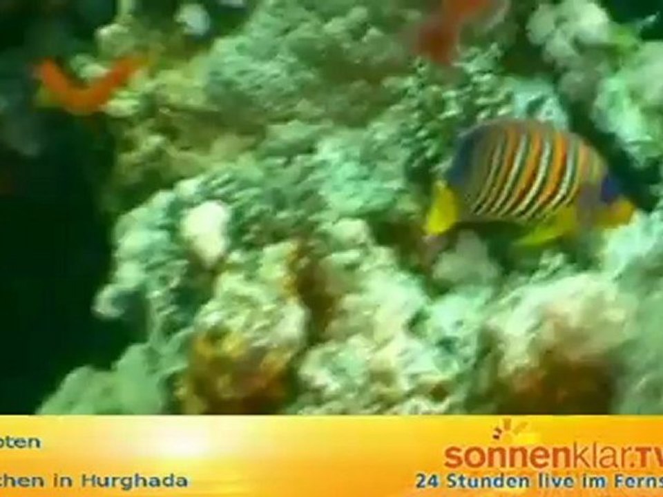 Destinationszuspieler Ägypten (Tauchen Hurghada)