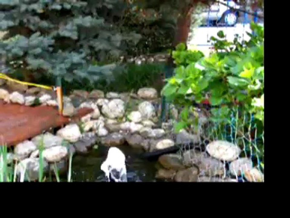 STAINZ TRAIN DE JARDIN LGB