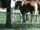 concour chevaux comtois clairvaux les lacs (39) 2012