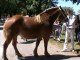 concour chevaux comtois clairvaux les lacs (39) 2012  1