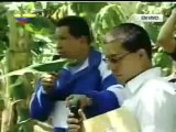 (Video) Presidente Chávez visita sorpresivamente INIA en Barinas