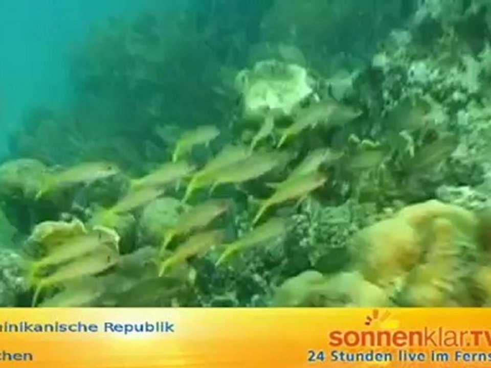 Tipp Dominikanische Republik - Tauchen