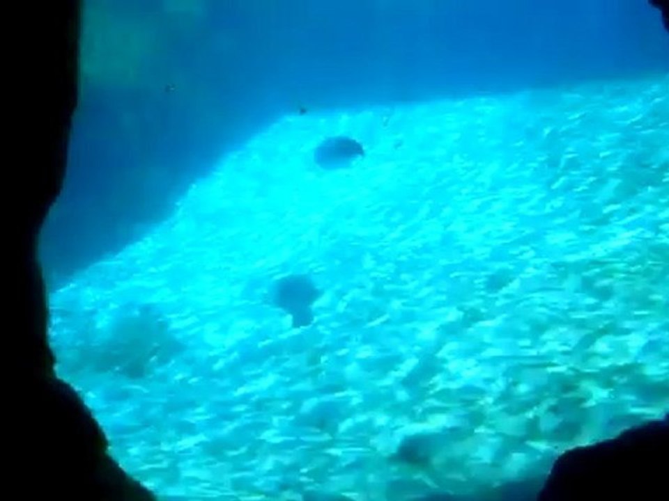 mis parientes del oceanografico de valencia