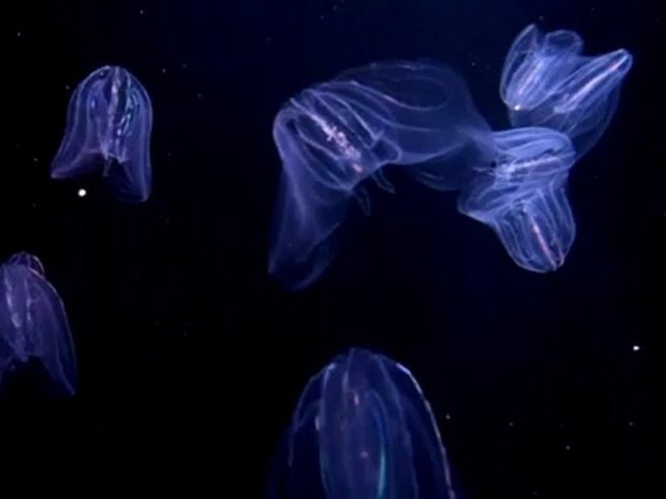 medusas del oceanografico de valencia