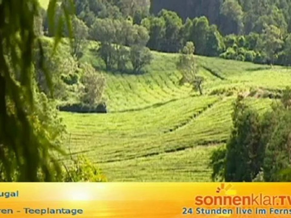 Tipp Azoren - Teeplantage