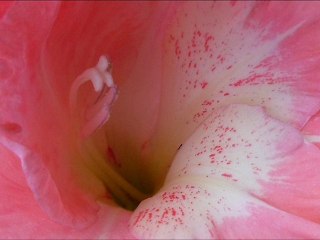 Details of Gladiolus: Václav Kovalčík, July  2012
