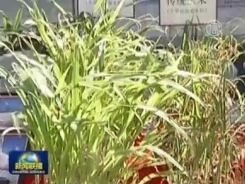 «Синьхуа»: Си Цзиньпин появился на публике