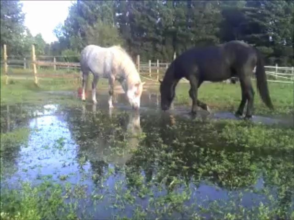 black et l'eau