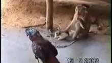 Мартышка завела кошку