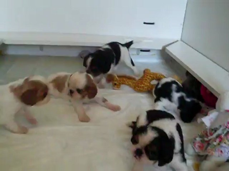 bébés Dakota le 17.09.2012