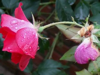 It rained last night