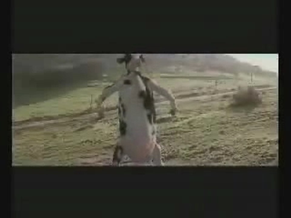 COMBAT DE VACHE GENRE MATRIX