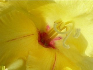 The sun of Gladiolus: Václav Kovalčík, August 2012