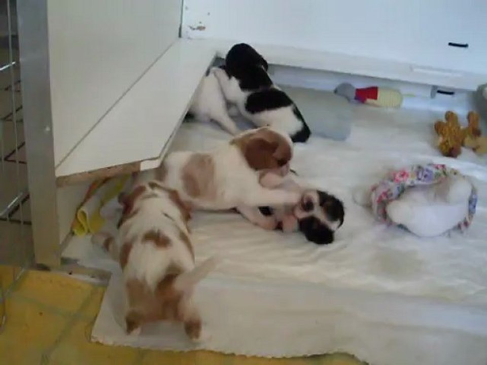 BÉBÉS DAKOTA LE 17.09.2012  N2