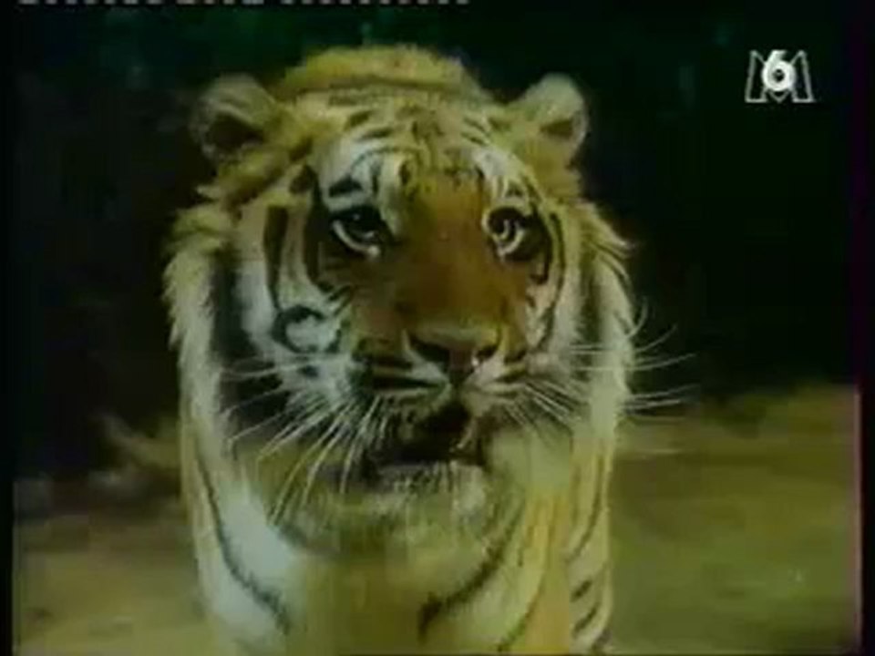 Manimal - Transformation en Panthère #2