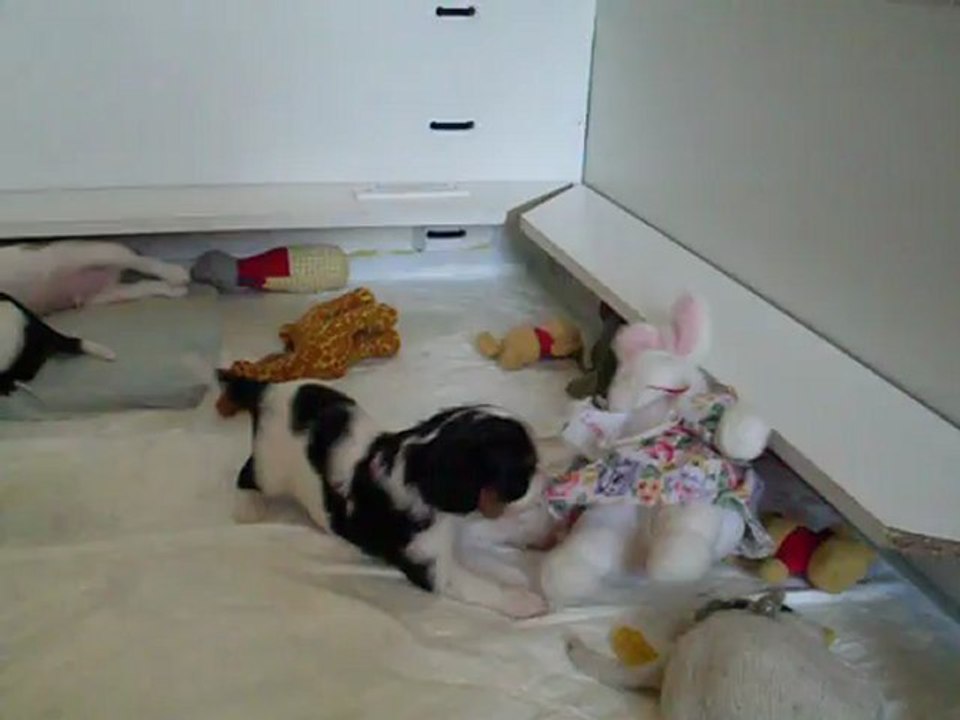 BÉBÉS DAKOTA  17.09.2012 N5