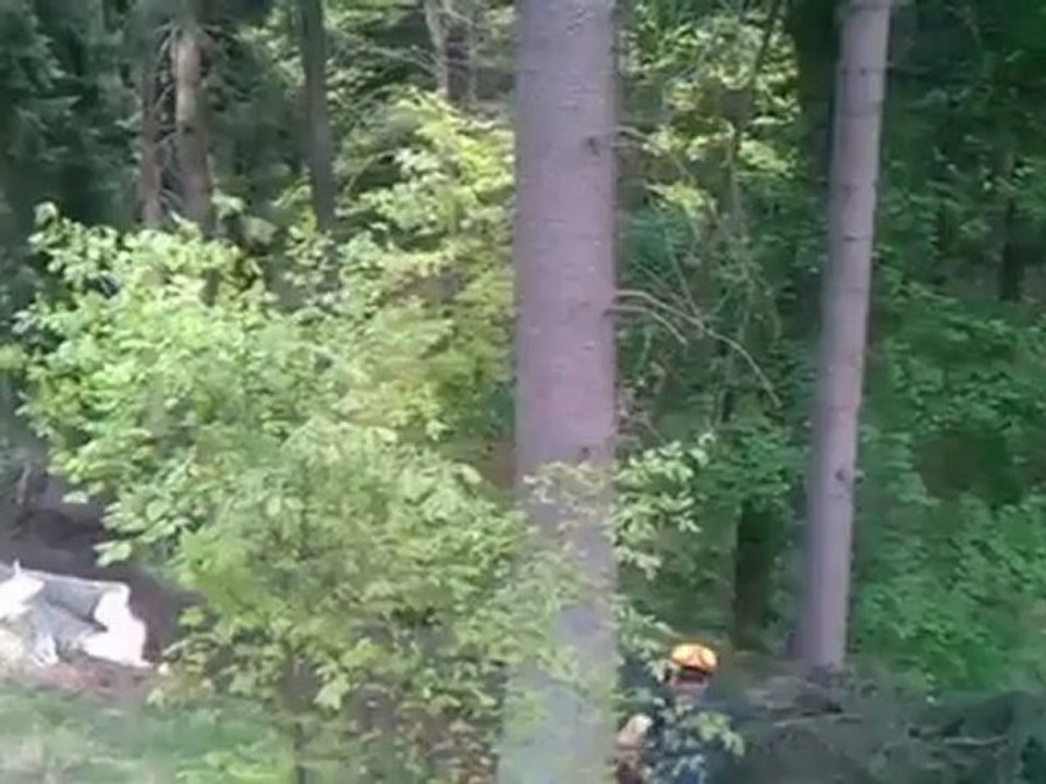 Chute d'arbre effet domino