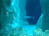 Belugas! oceanografic de valencia