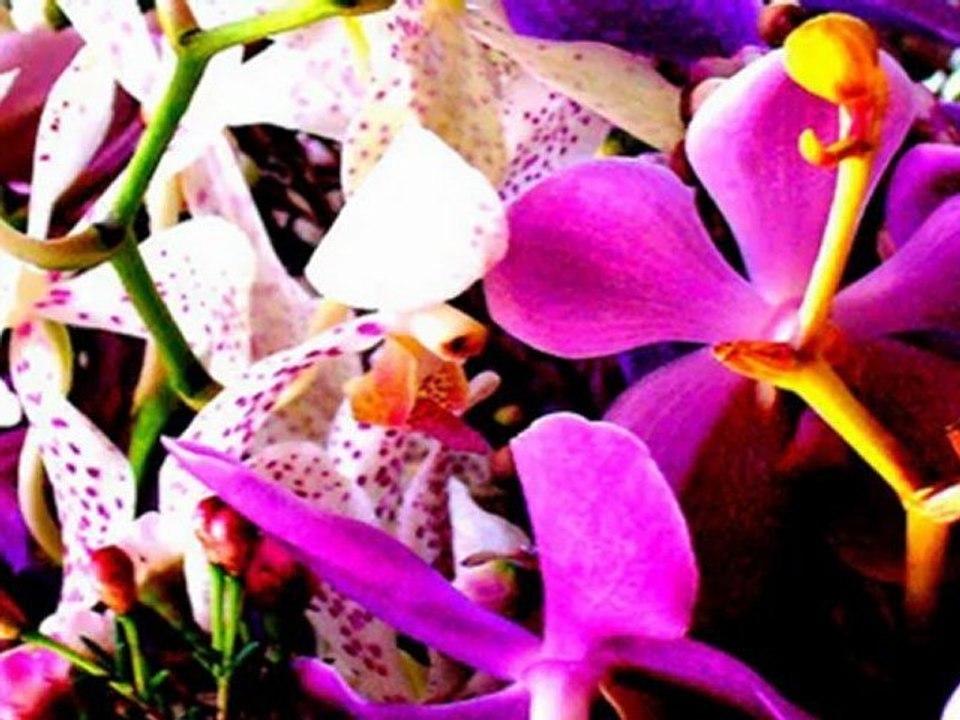 Orchid Wedding Flowers and Bridal Bouquets