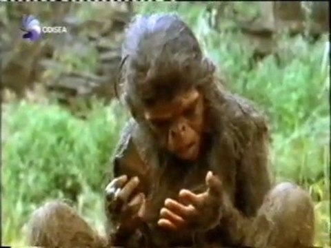 Prehumanos bipedos (4): Homo habilis