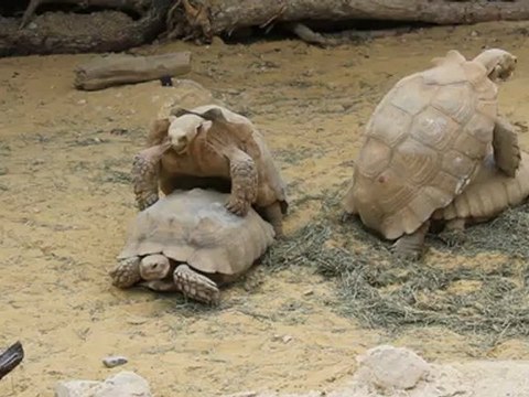 Reproduction des tortues terrestres en direct à la ferme aux crocodiles de Pierrelatte dans la Drôme