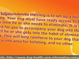 How to House Train Your Dog