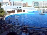 HulaHoop Delfines, Oceanografic de Valencia