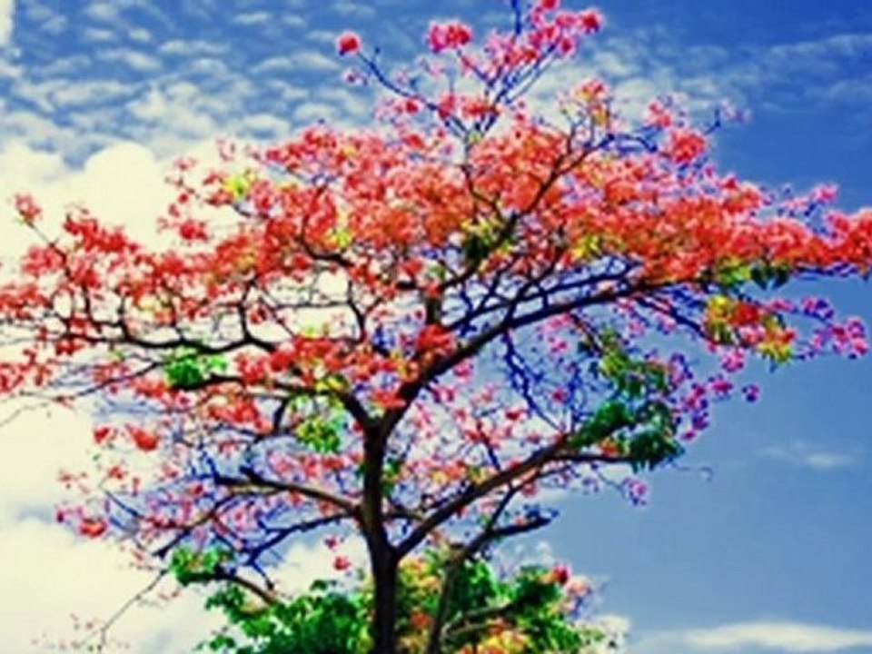 Ca khúc hồng ân