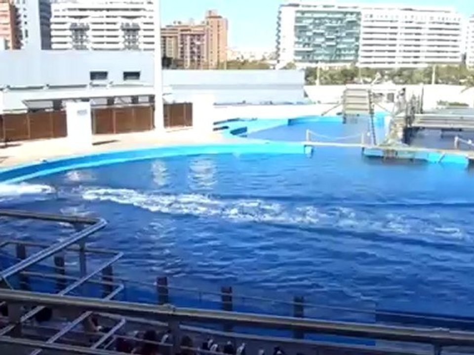 Delfines, Oceanografic de Valencia