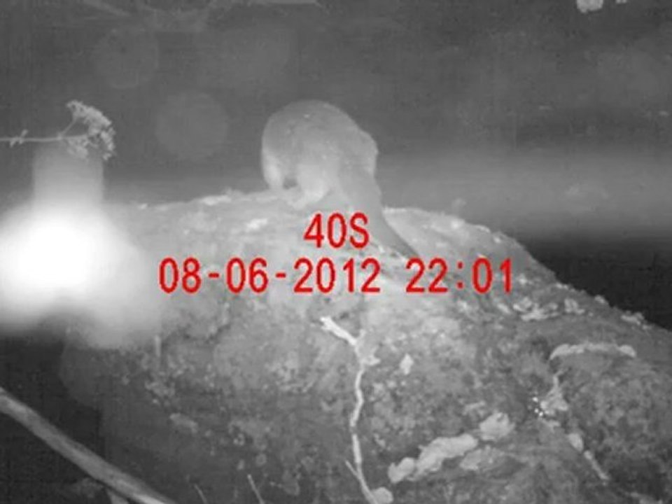 loutre cantal