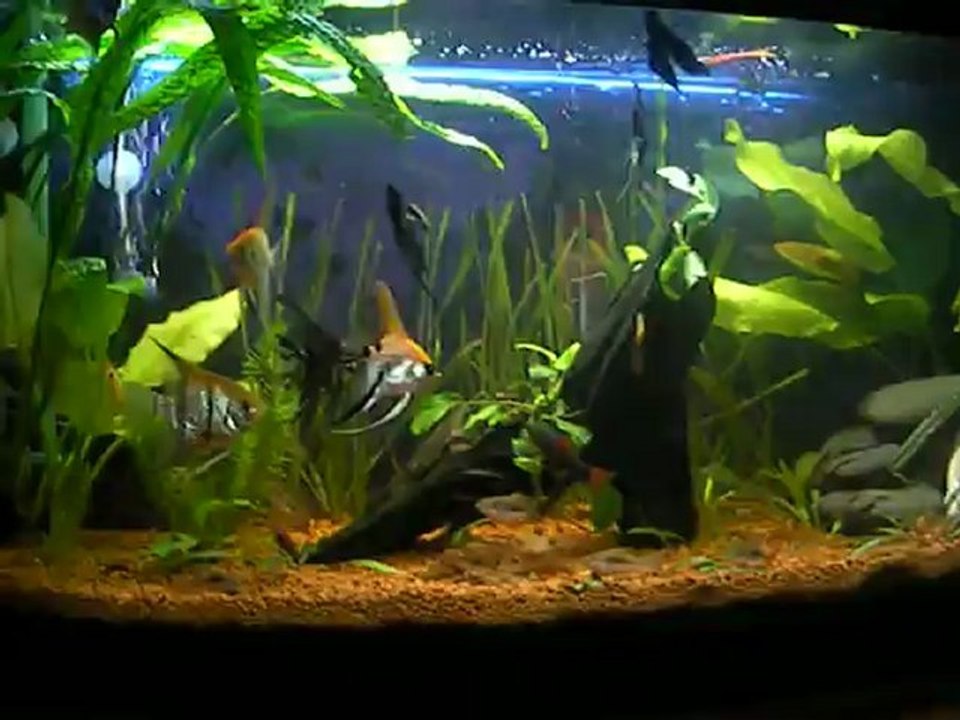 Eski Bitkili Akvaryumum Umut AKGÜL