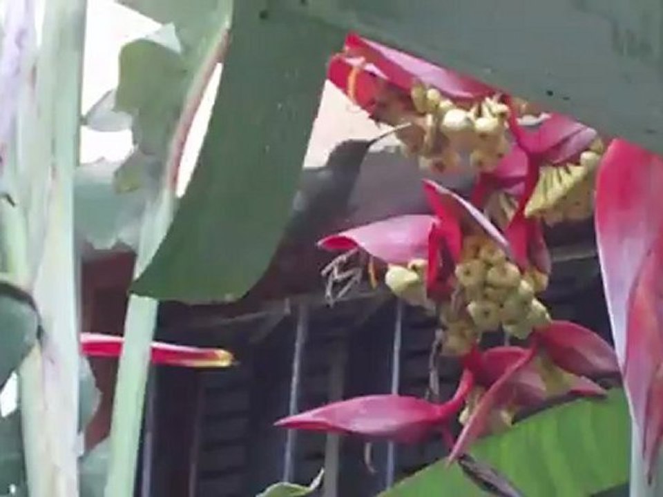 tiot colibri rapido