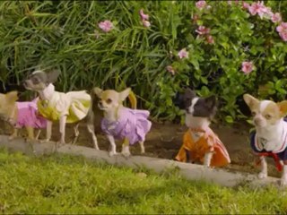 Le Chihuahua de Beverly Hills 02.